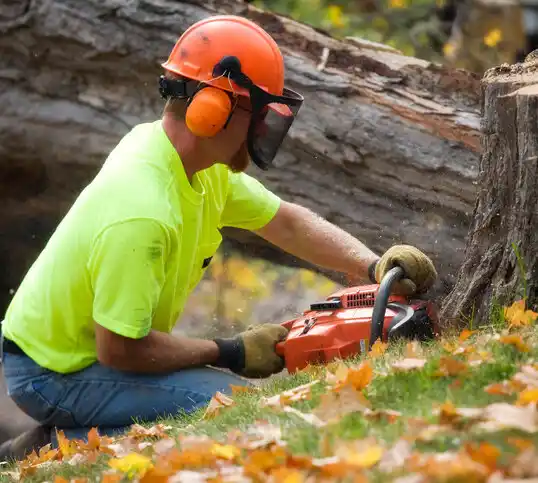 tree services Bay Park